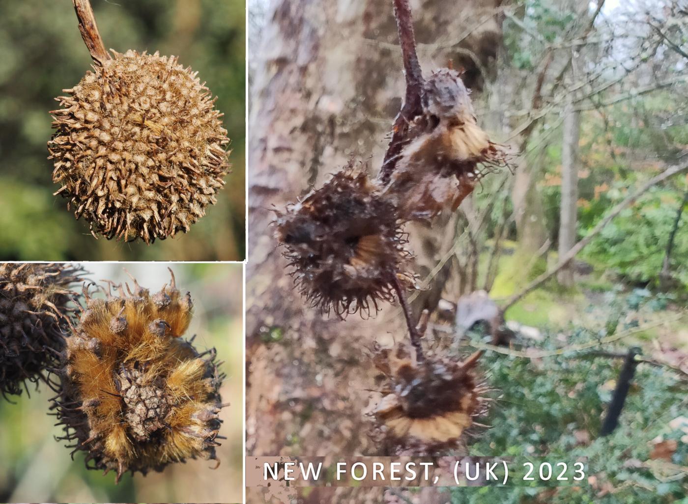 Plane tree, Oriental fruit